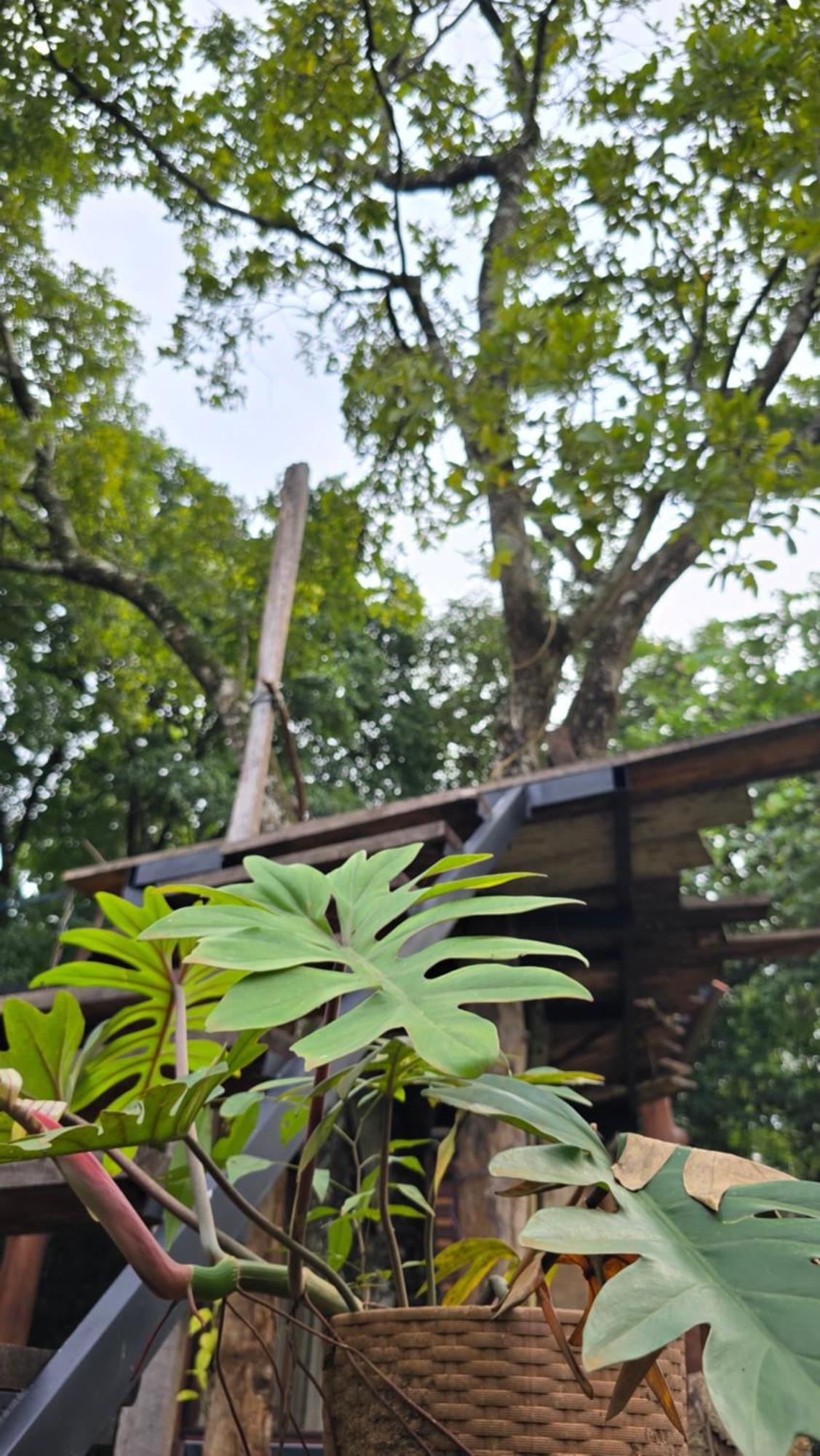 Hasthi Safari Cottage اوداوالاوي المظهر الخارجي الصورة